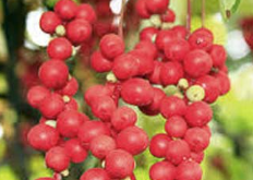 Schisandra